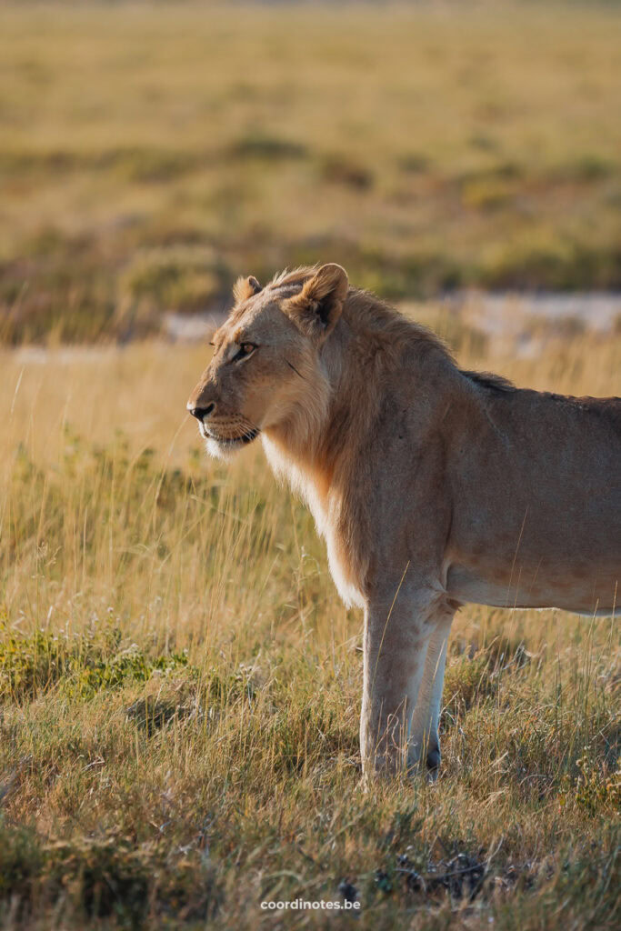 The head and half the body of a lion standing in the grass. The back of the lion is outside the picture.