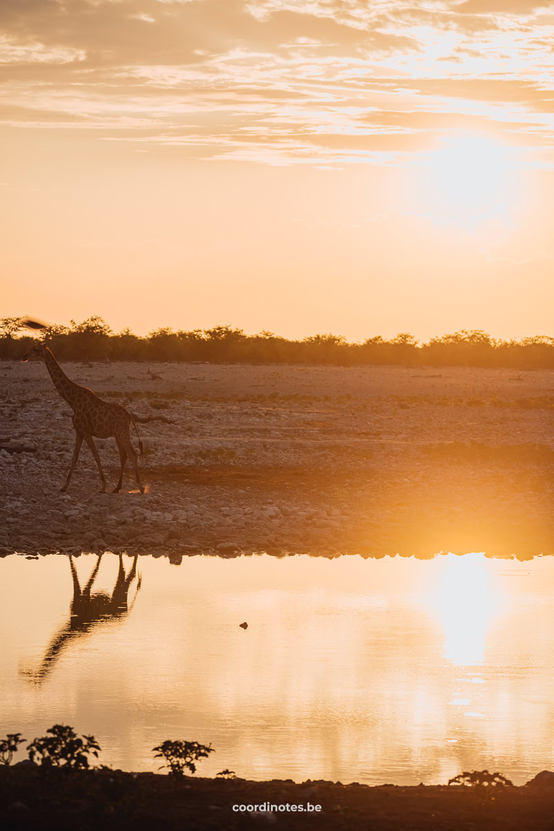 A silhouette of a giraffe walking next to a waterhole with the bright yellow sun and the giraffe reflecting in the water during sunset.