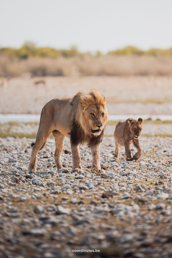 A big male lion with a little on the right side walking over a rocky ground.