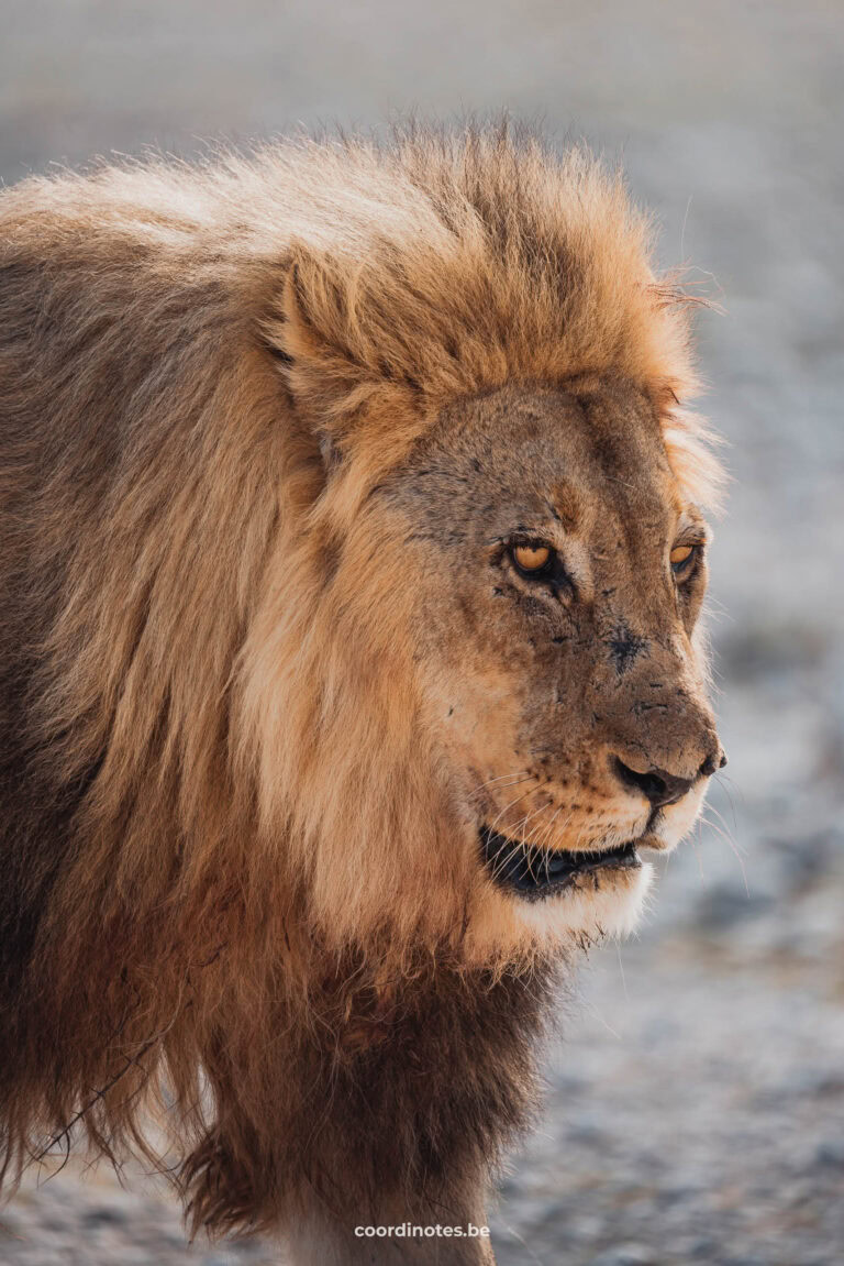 A close up shot of a lion with scars in his face.