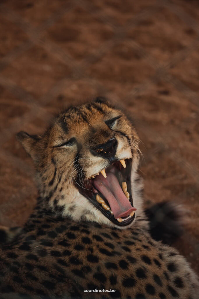 A cheetah yawning in the cheetah conservation fund