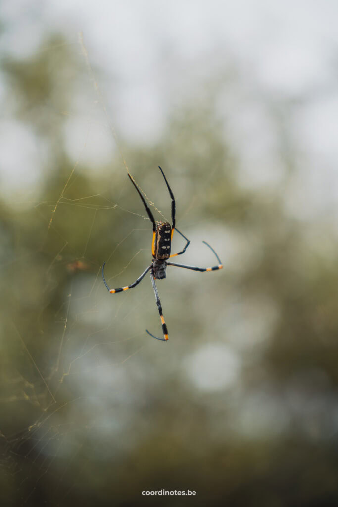 A big black and yellow spider in a web.