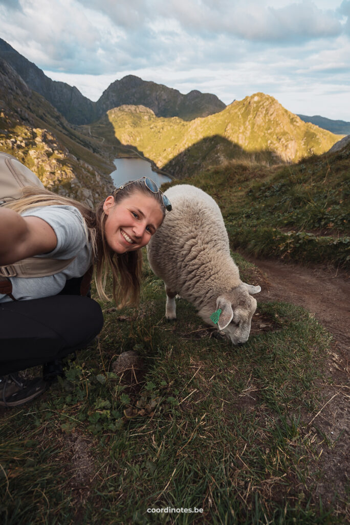 Sheep on the path at Mannen Hike, Lofoten