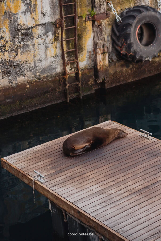 Een zeehond die ligt te slapen op een houten pier in V&A Waterfront