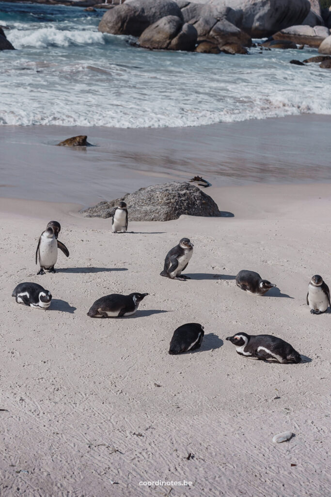 Penguins on Boulders beach