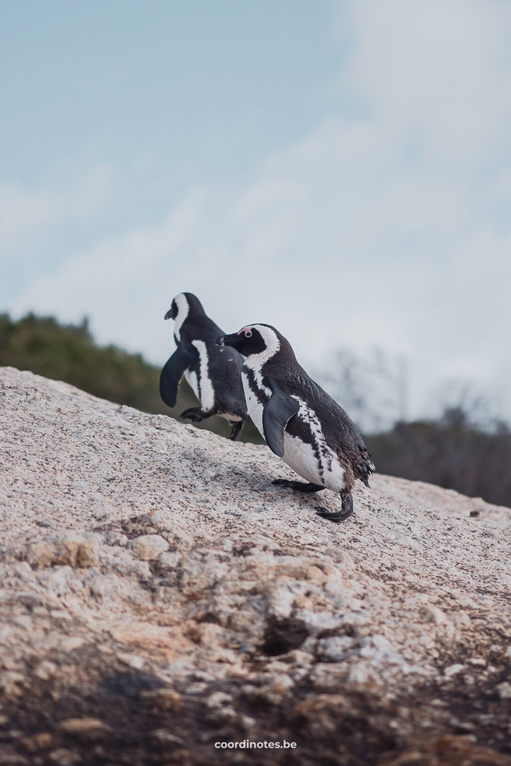 Afrikaanse pinguïns op een steen op Boulders Beach