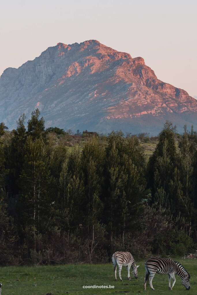 Het uitzicht op de bergen tijdens zonsondergang vanaf Remhoogte in Stellenbosch met bomen en zebra's in een wei op de voorgrond.