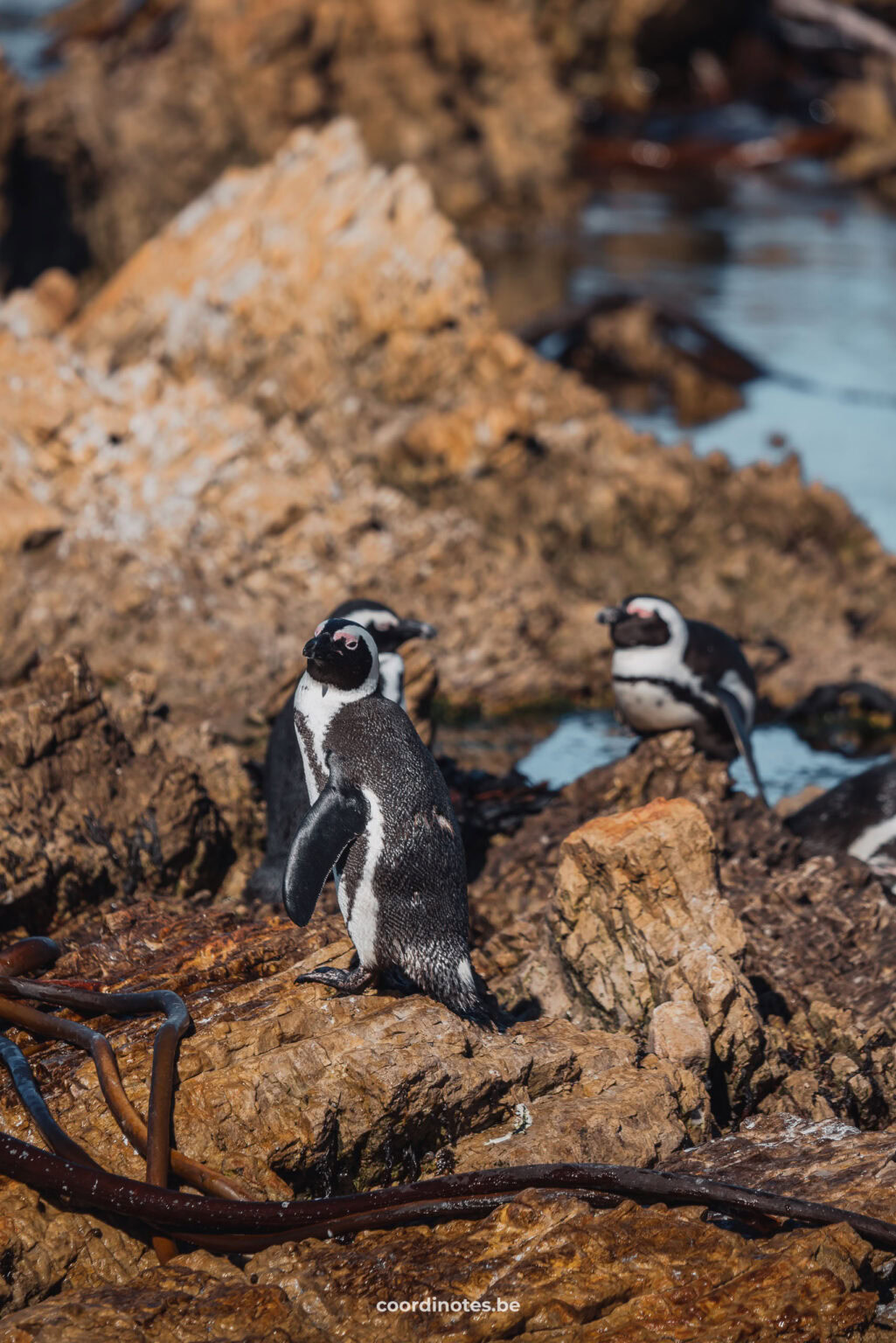 Afrikaanse pinguïns op de rotsen in Betty's Bay langs de Garden Route