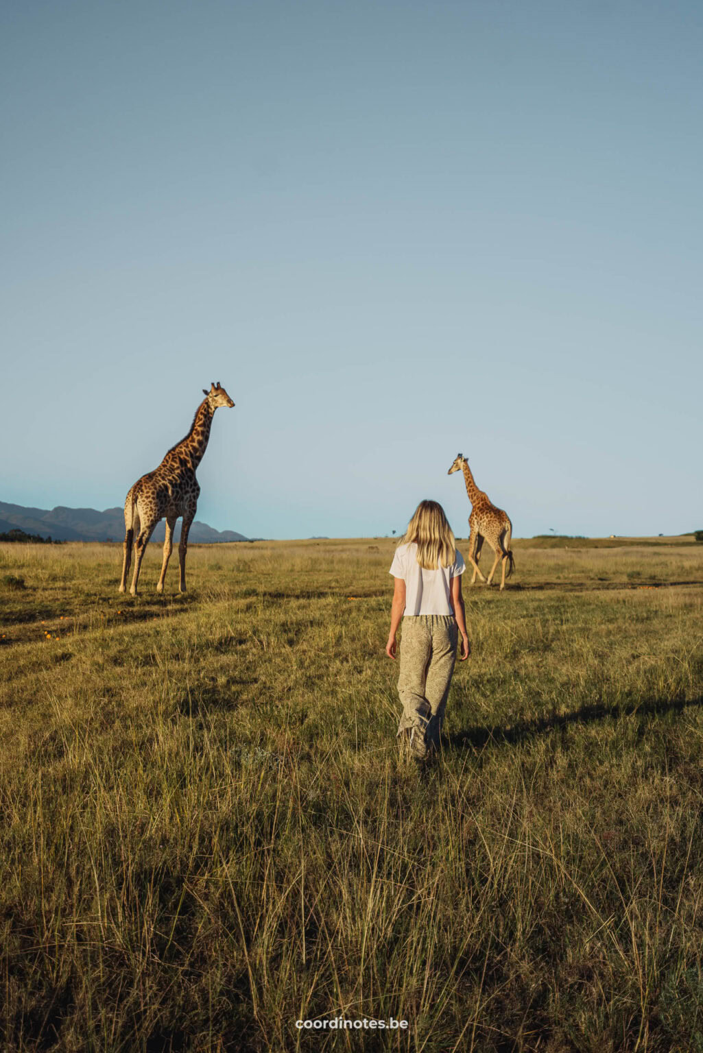 Sarah die door het gras naar twee giraffen in de achtergrond wandelt bij Kwetu Guest Farm