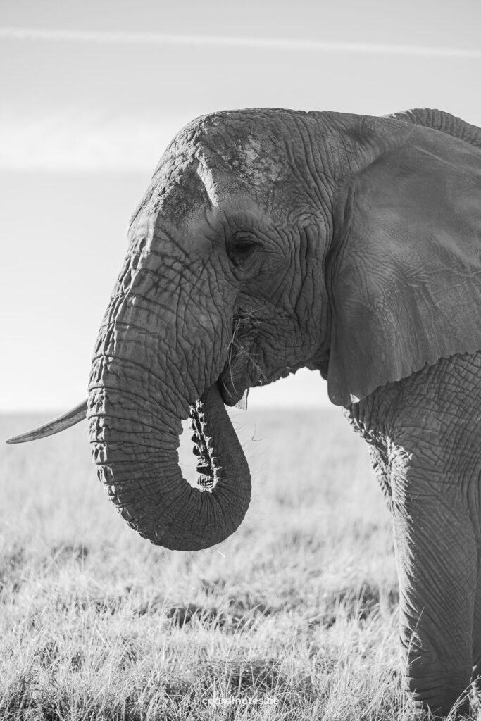 Een zwart-wit foto van een olifant met zijn slurf in zijn mond in Knysna Elephant Park