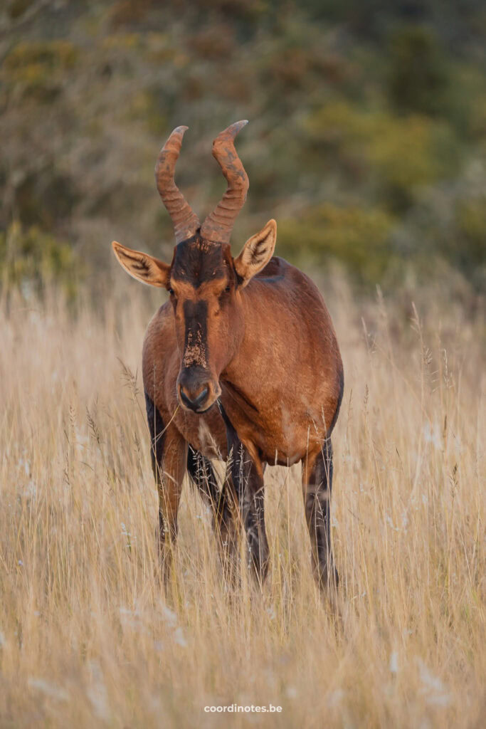 Een hartenbeest in Addo Elephant Park in het hoge gras