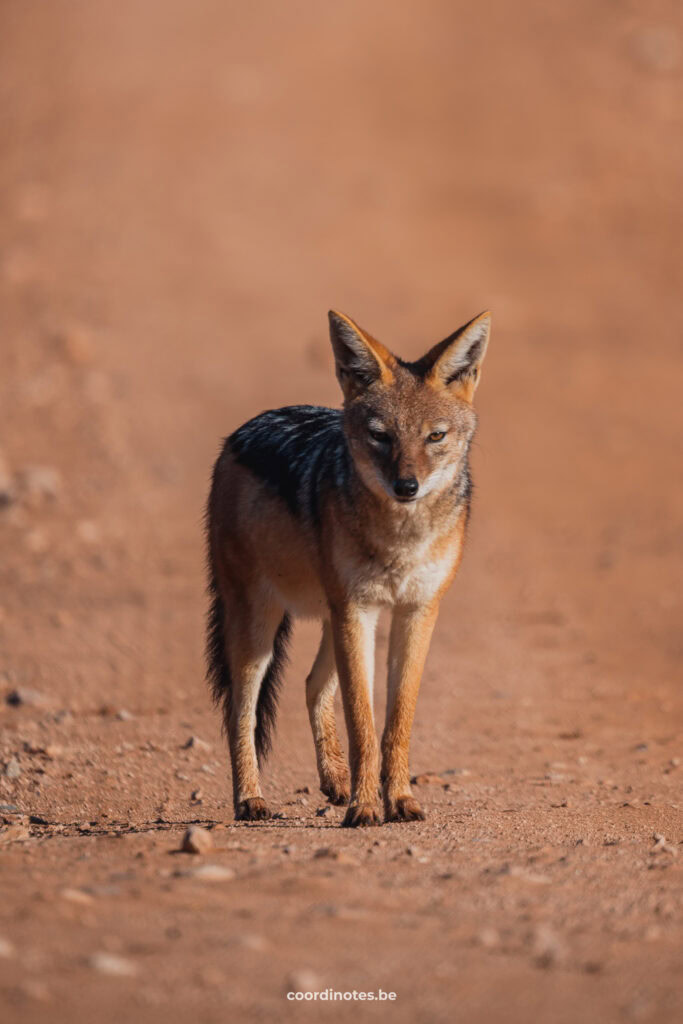 Blackbacked Jackal in Addo Elepehant park