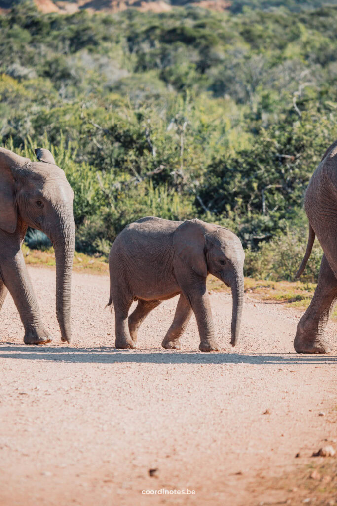 Een baby olifantje tussen twee andere olifanten die de weg oversteken in Addo Elephant Park