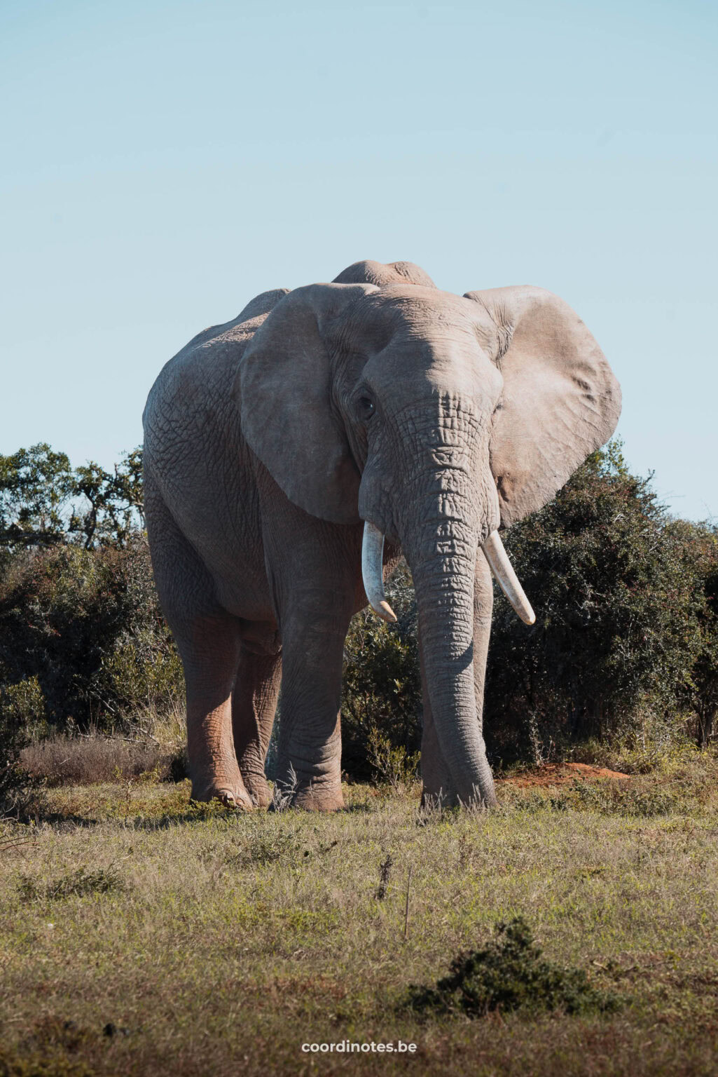 Giant male elephant in Addo Elephant Park