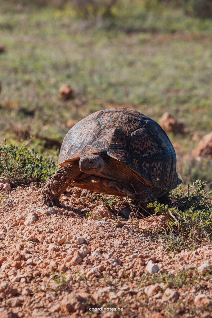 Tortoise in Addo Elephant Park