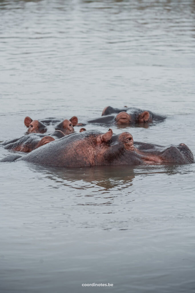 Hippos sticking their head out of the water in St Lucia