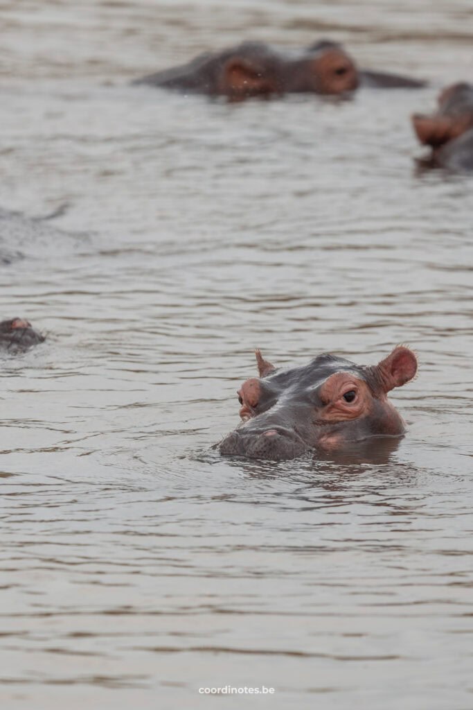 Hippos sticking their head out of the water in Hluhluwe National Park