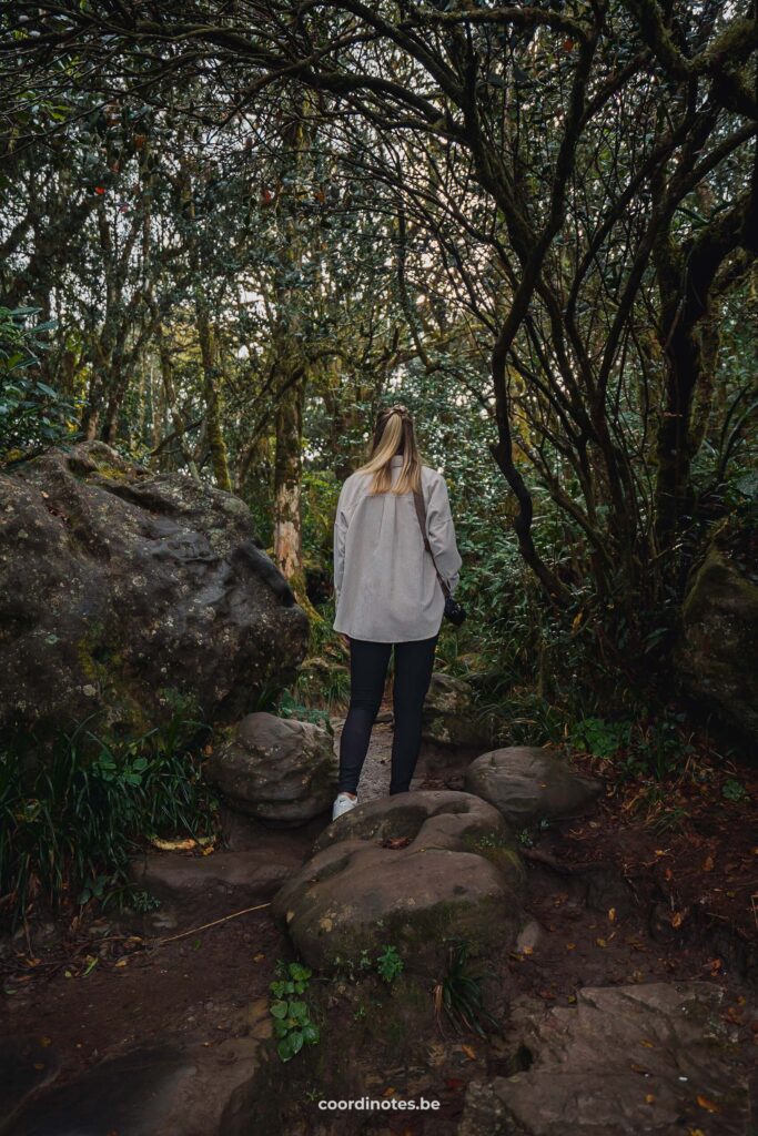 Sarah die over een rotsachtig pad wandelt tussen de weelderige bomen en struiken in het Rainforest langs de Panorama Route