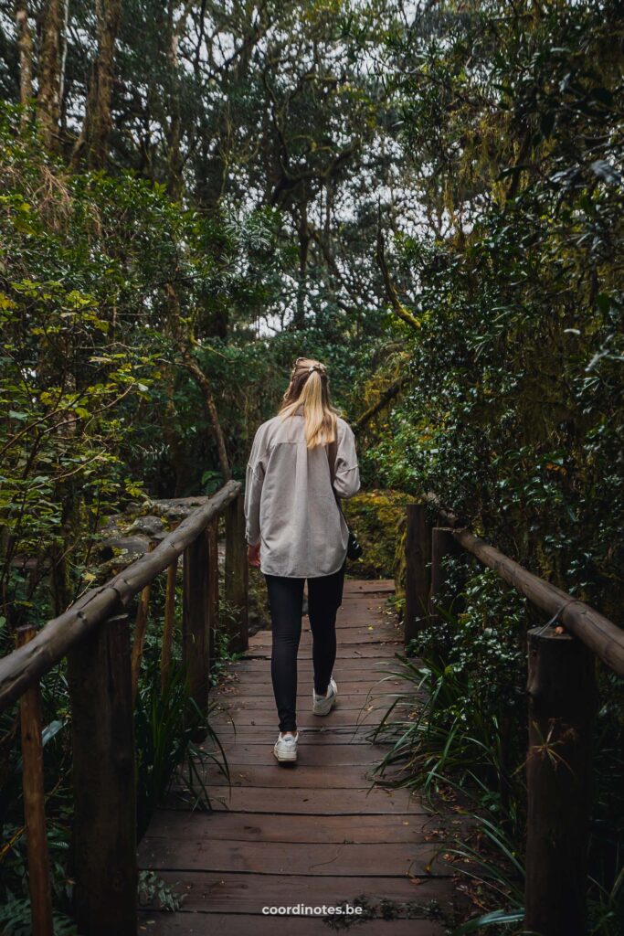 Sarah die over een houten vlonderpad wandelt door het dicht begroeid bus in het Rainforest langs de Panorama Route