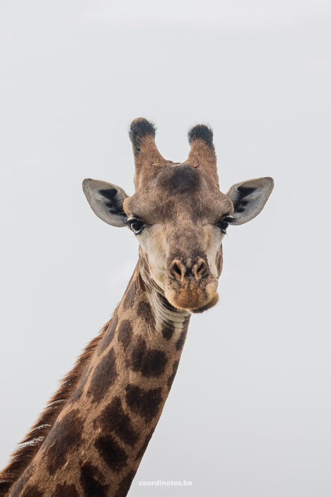 Het hoofd van een giraf in Kruger National park