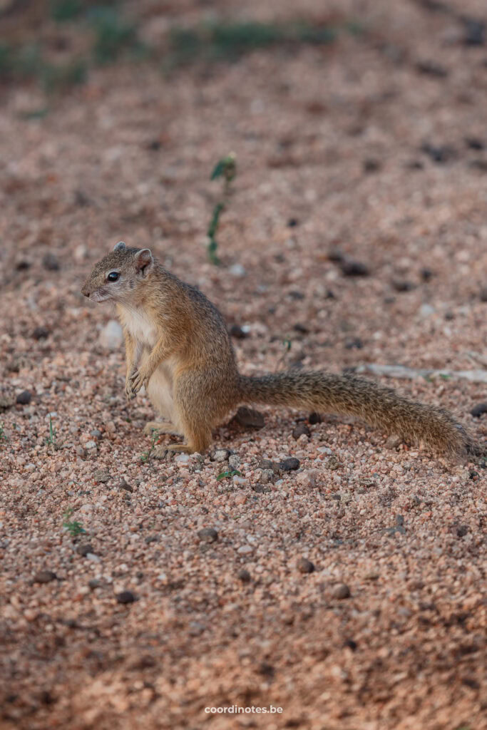 A little squirrel in Kruger National Park