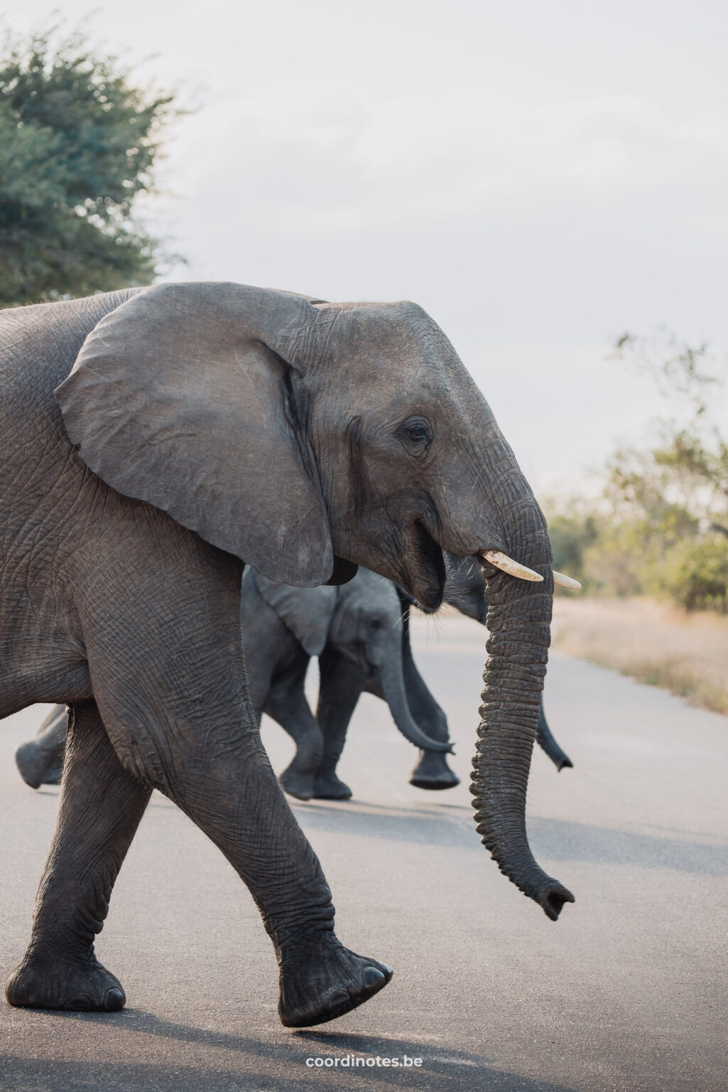 Olifanten die de weg oversteken in het Krugerpark