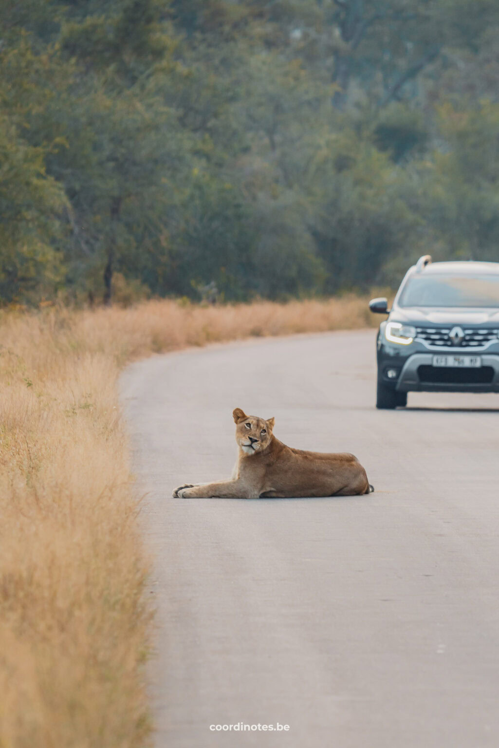 A Female lion laying on the road in Kruger National Park with a car in the background.