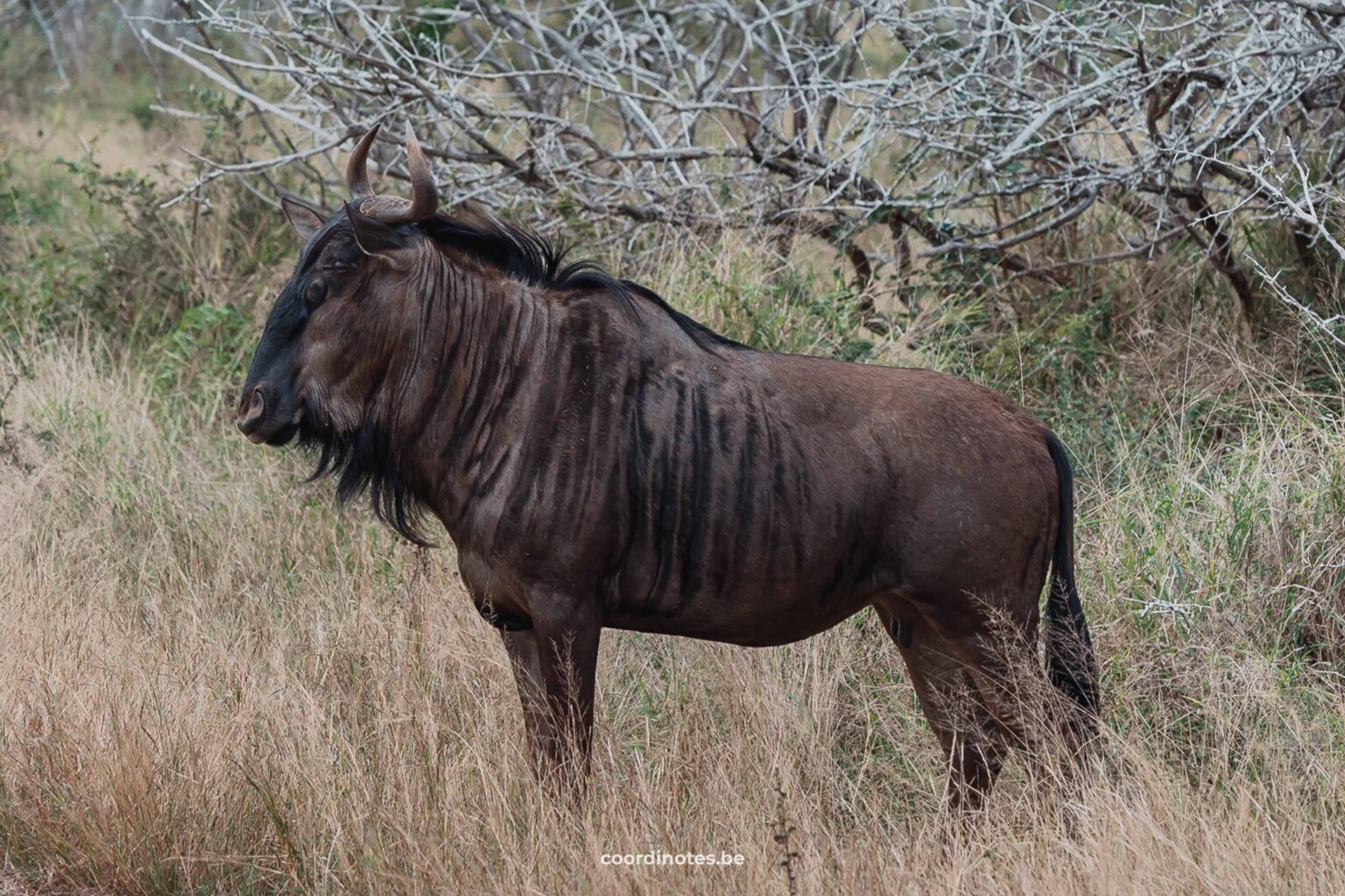 Een wildebeest in het Krugerpark