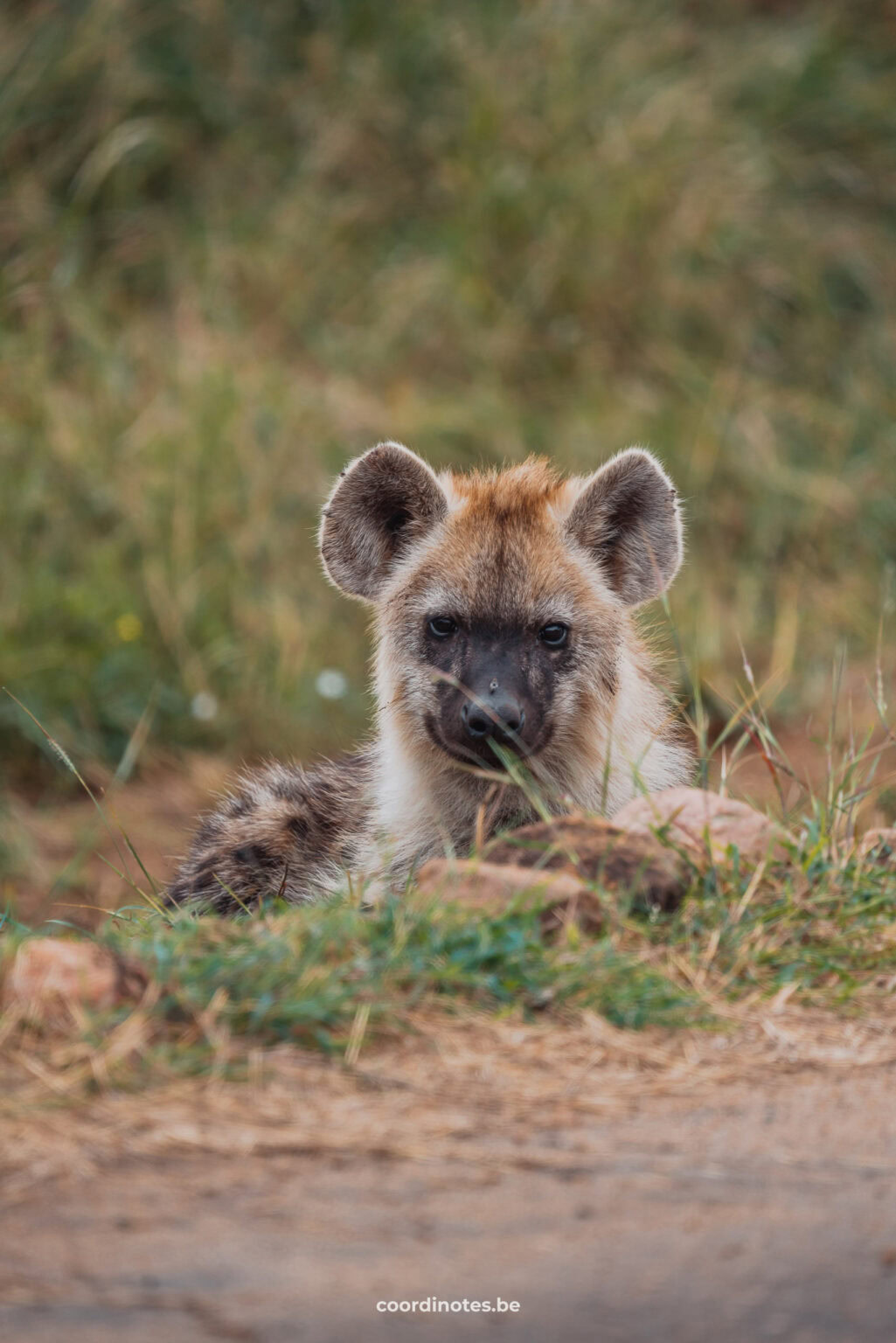 Baby hyena laying in the grass in Kruger National Park