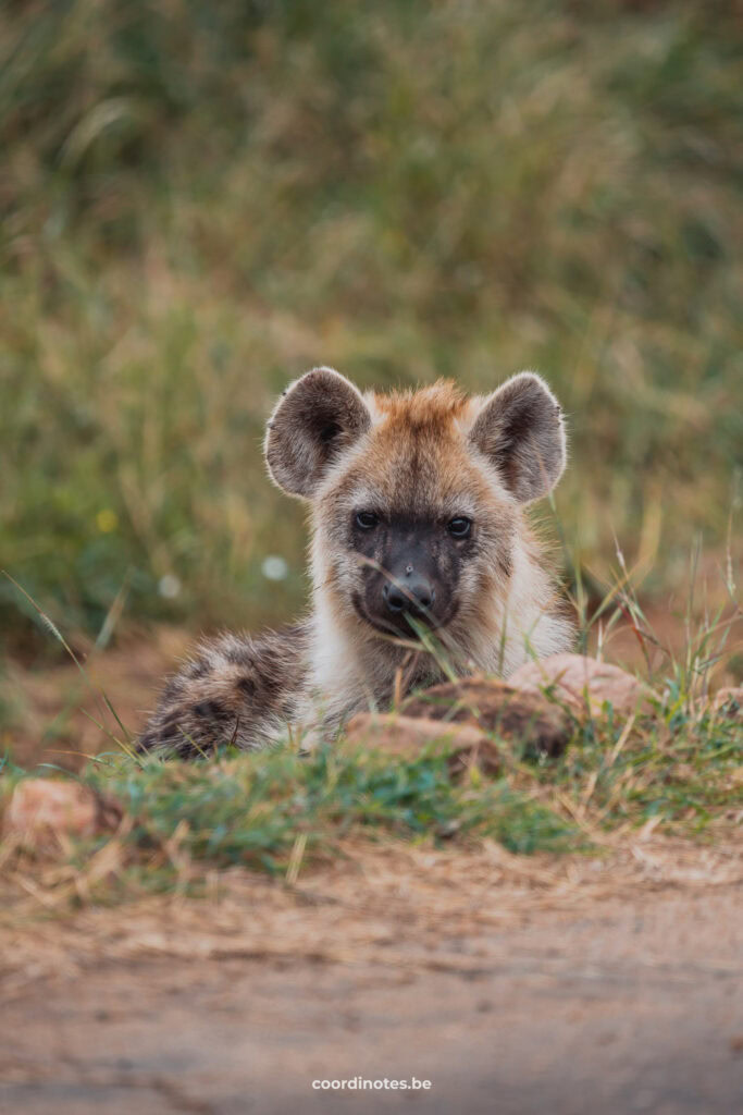 Een baby hyena die in het gras ligt in het Krugerpark