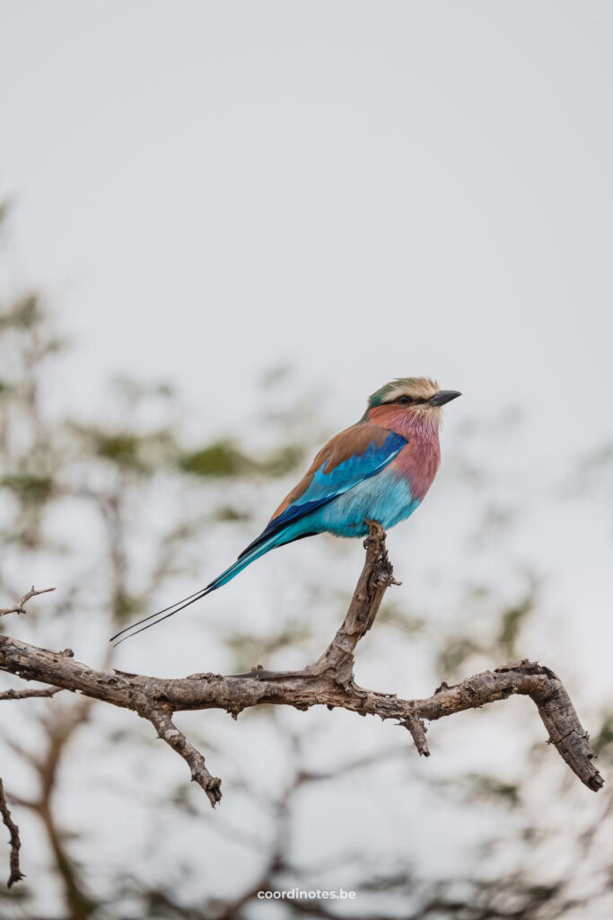 A lilac-breasted roller bird on a branch in Kruger National Park