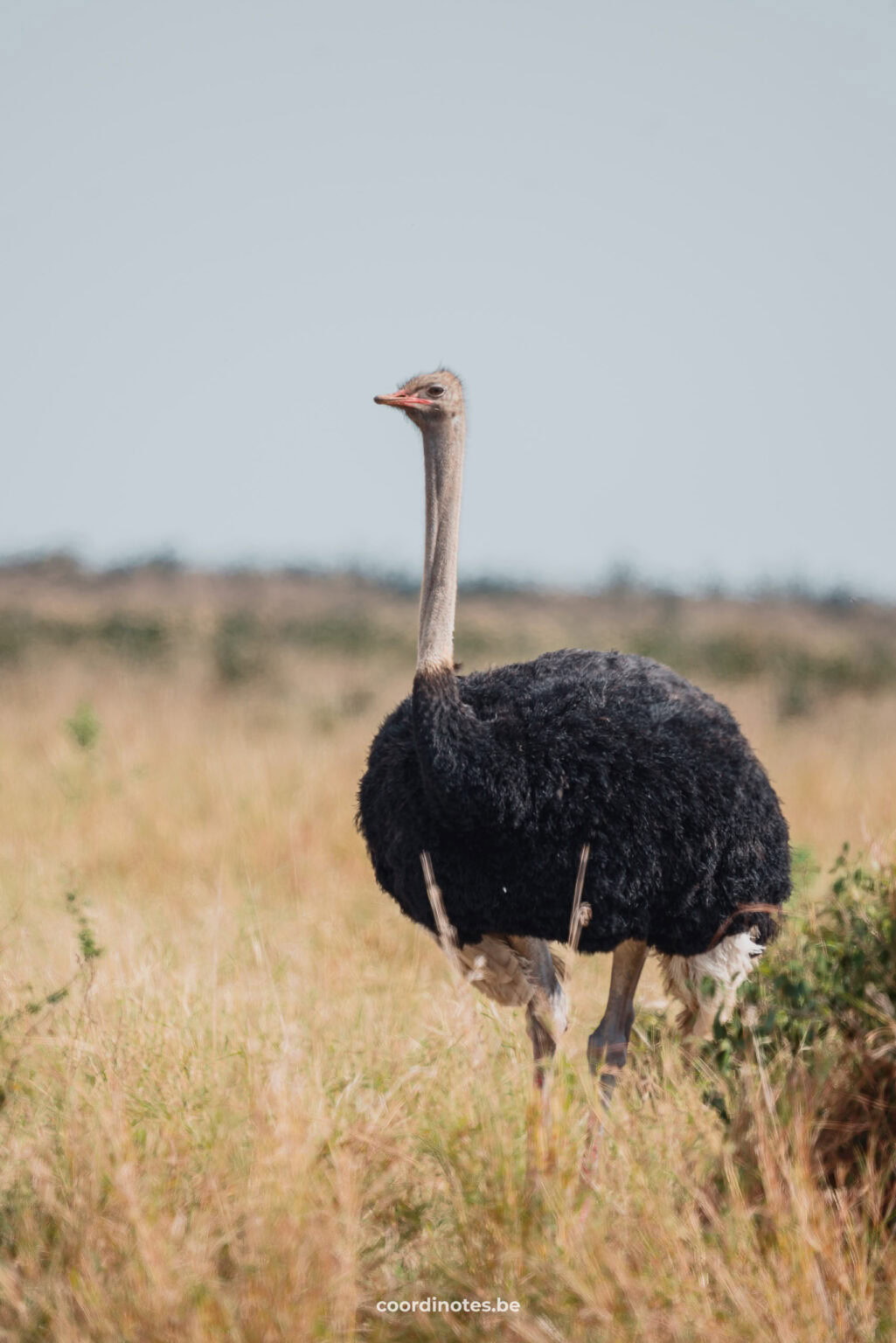 Ostrich in the high grass in Kruger National park