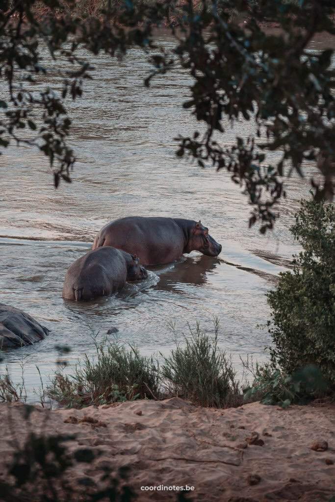 Nijlpaarden in het water tijdens een private game drive in Greater Kruger