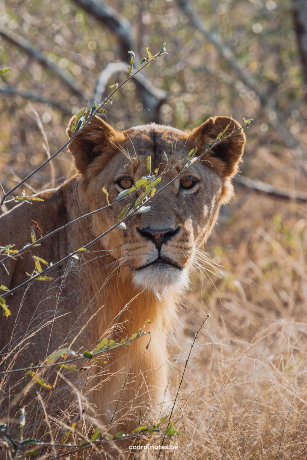 Female lion in the grass in Kruger National Park