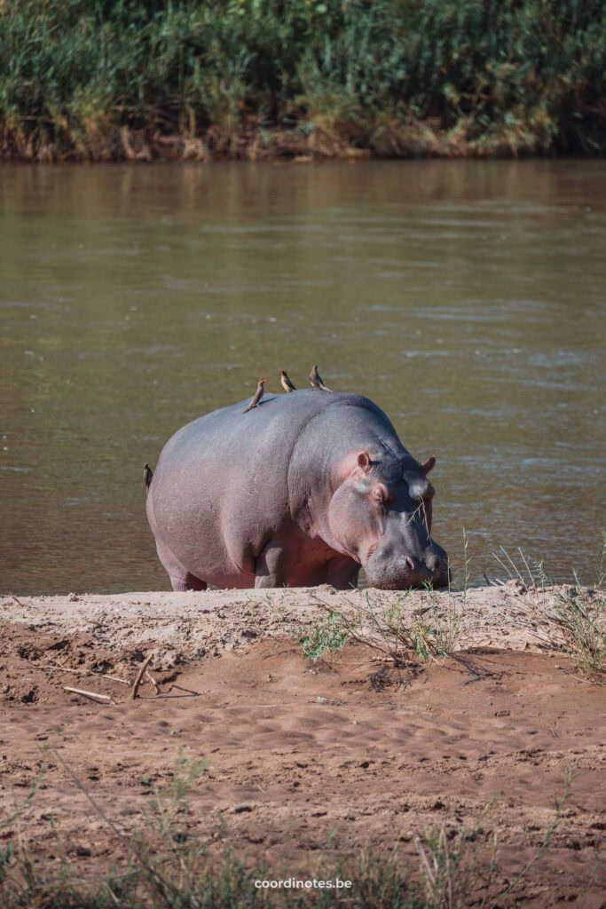 A hippo with birds on his back, walking out of the river