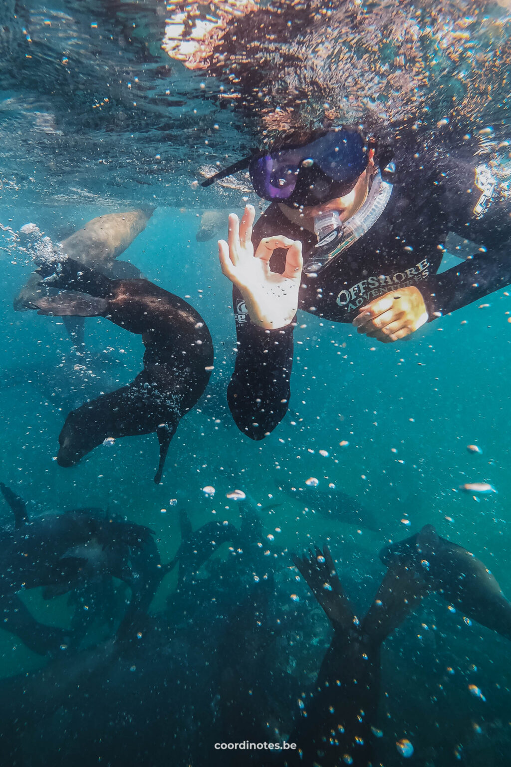 Cédric aan het snorkelen met zeehonden terwijl hij een OK teken doet met zijn hand