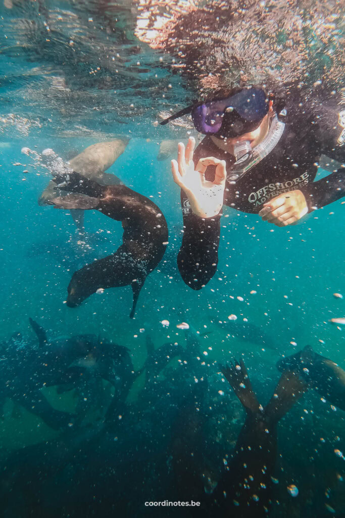 Cédric aan het snorkelen me zeehondjes in Plettenberg Bay