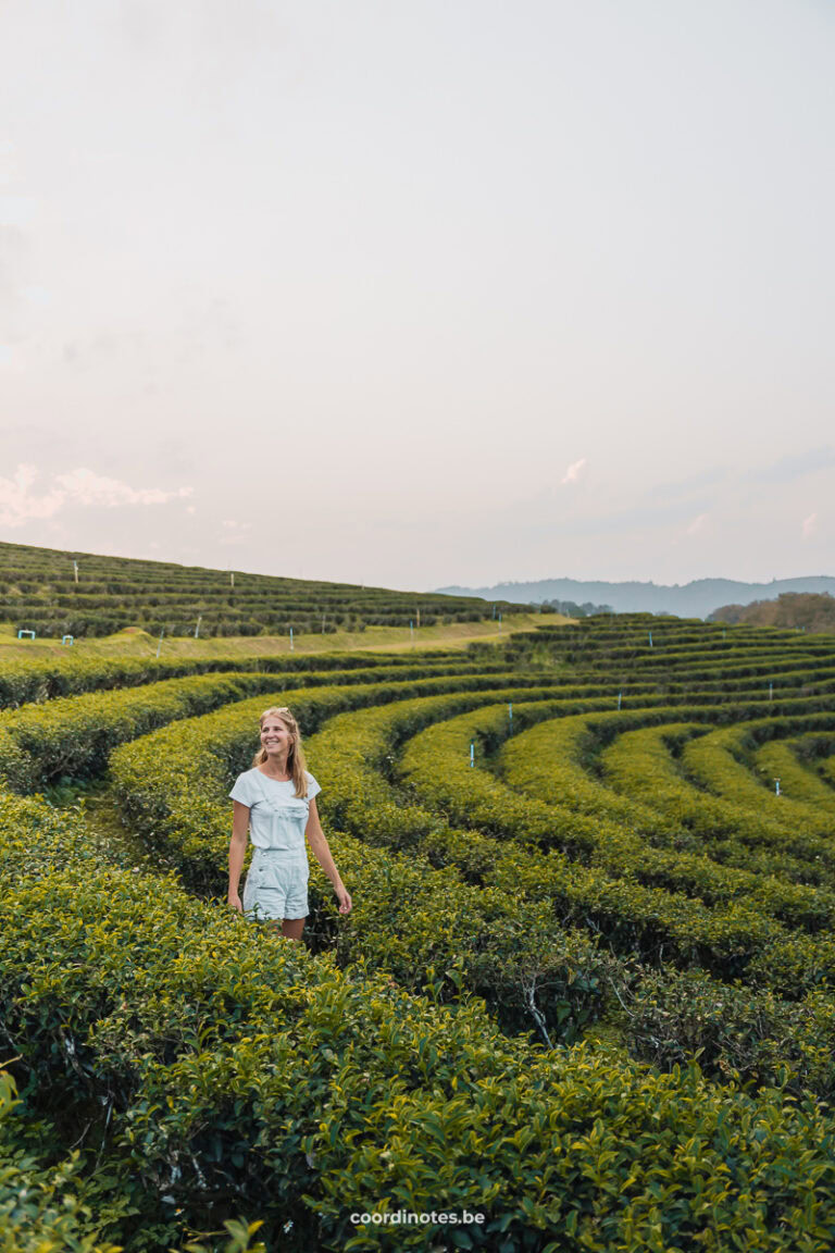 Choui Fong Tea Plantation