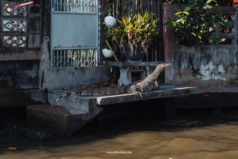 Varane sitting on the shore during a boat trip in Bangkok