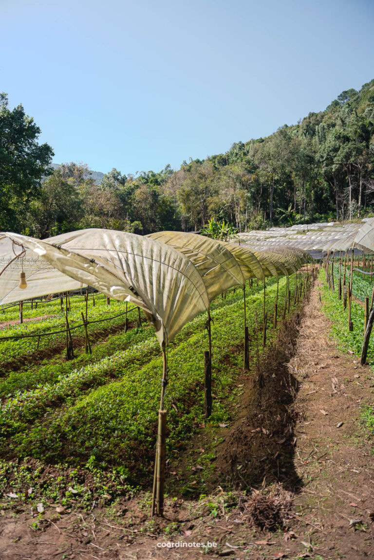 Doi Inthanon National Park