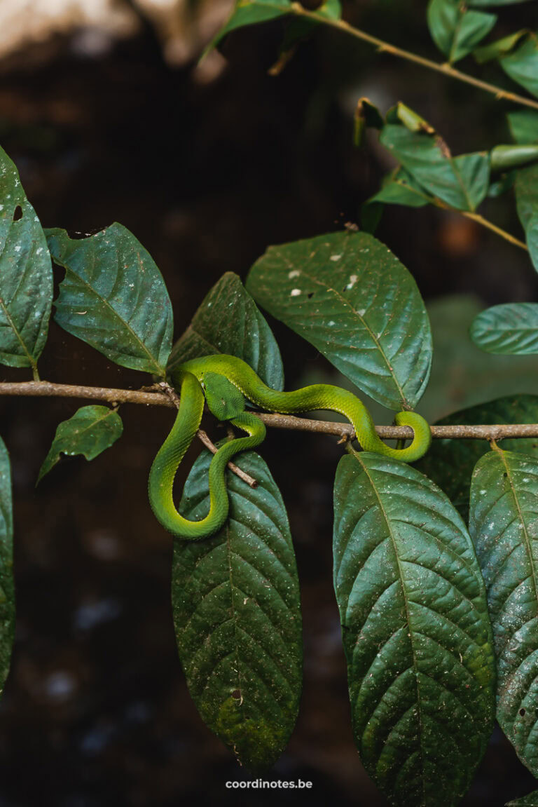 A bright green snake laying on a branch with lush green leaves.