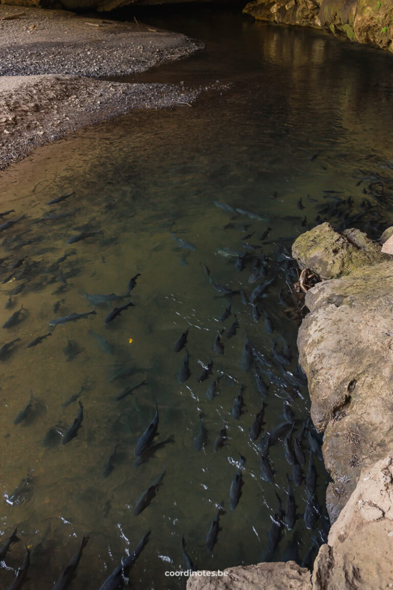 Hundreds of black fish swimming in a river in the Tham Lod Cave.