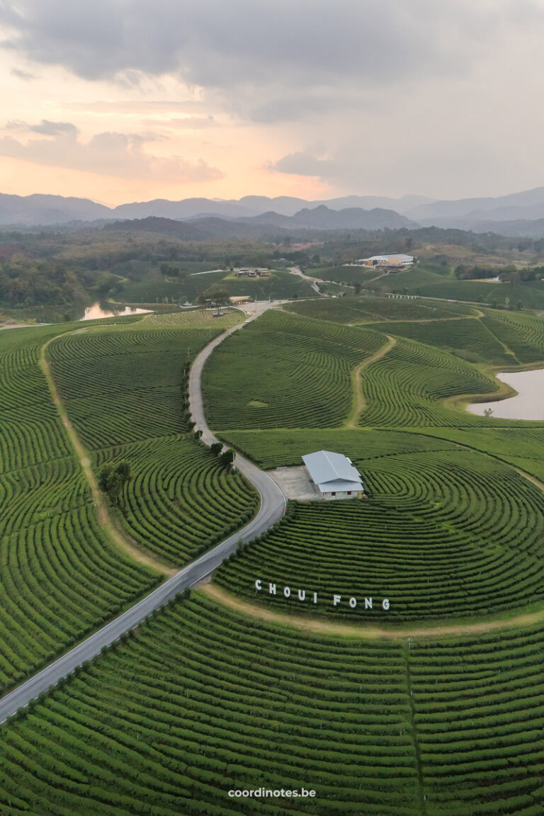 Choui Fong Tea Plantation