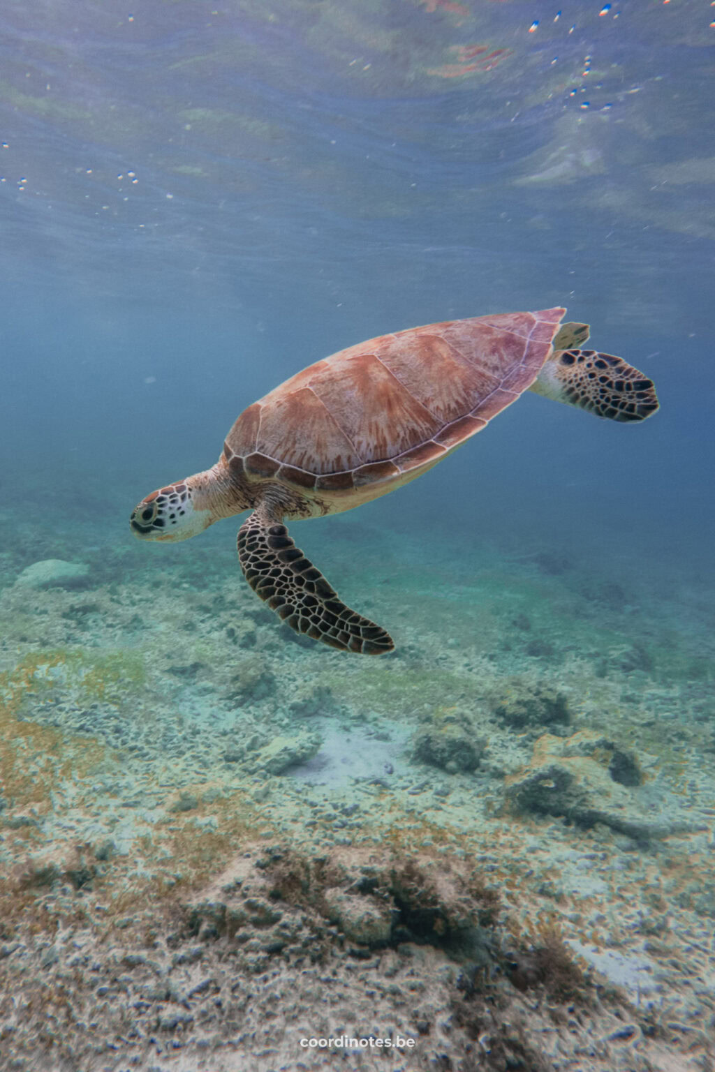 Turtle in Indonesia