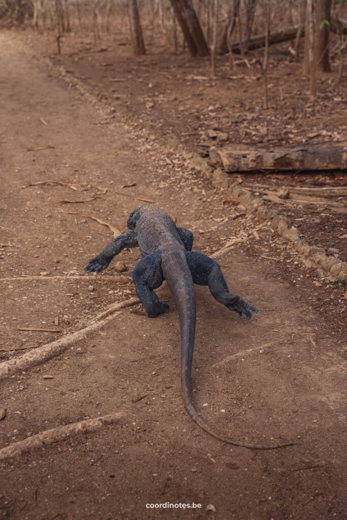 A Komodo Dragon