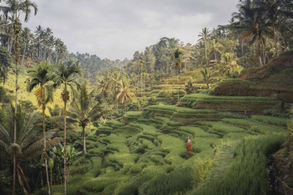 Rice Terrace Tegalalang near Ubud, Bali