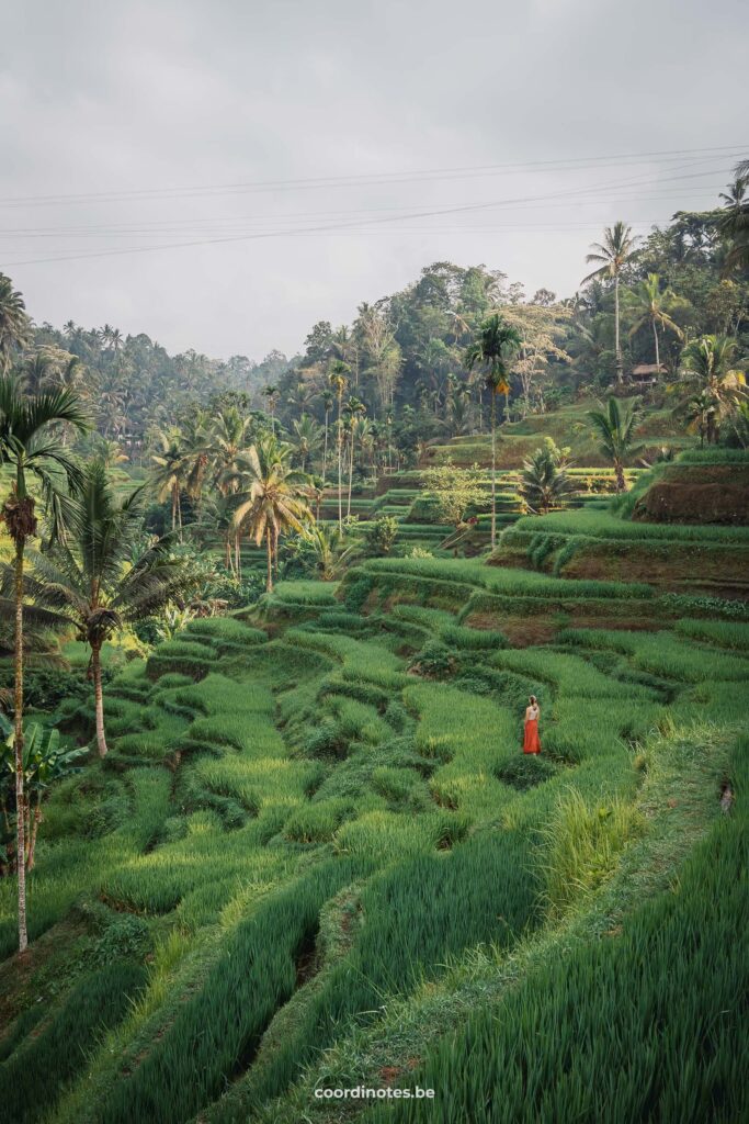 Mupu Rice Terrace