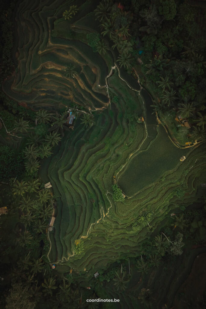 Tegalalang Rice Terrace