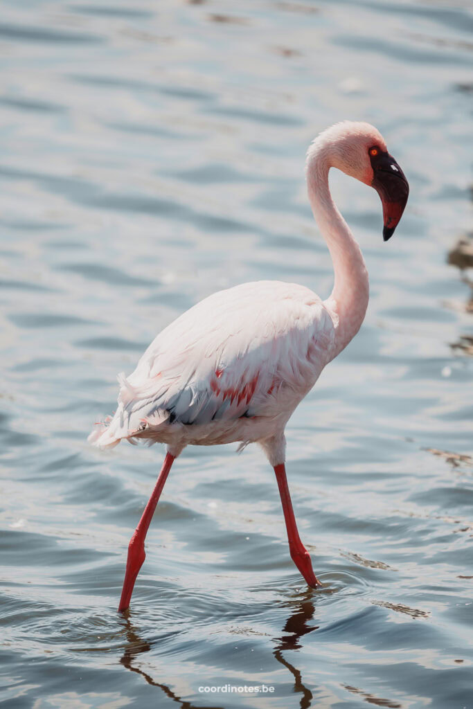 Flamingo in Walvis Bay