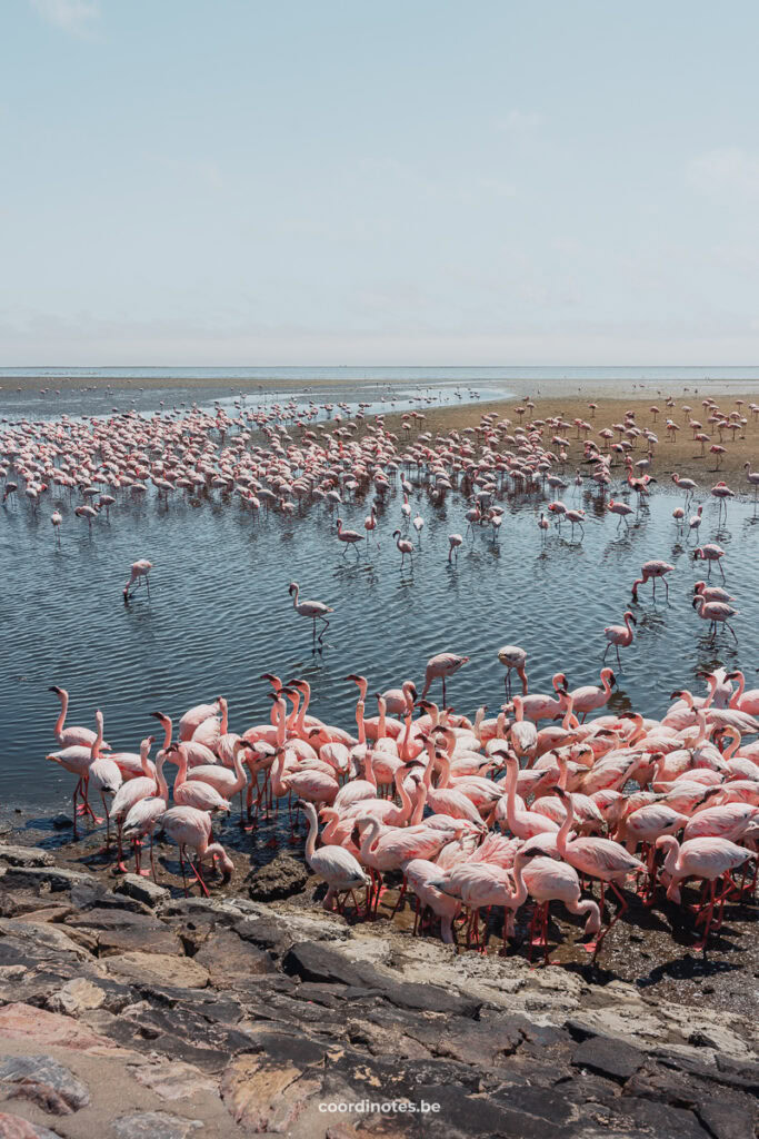 Flamingos in Walvis Bay